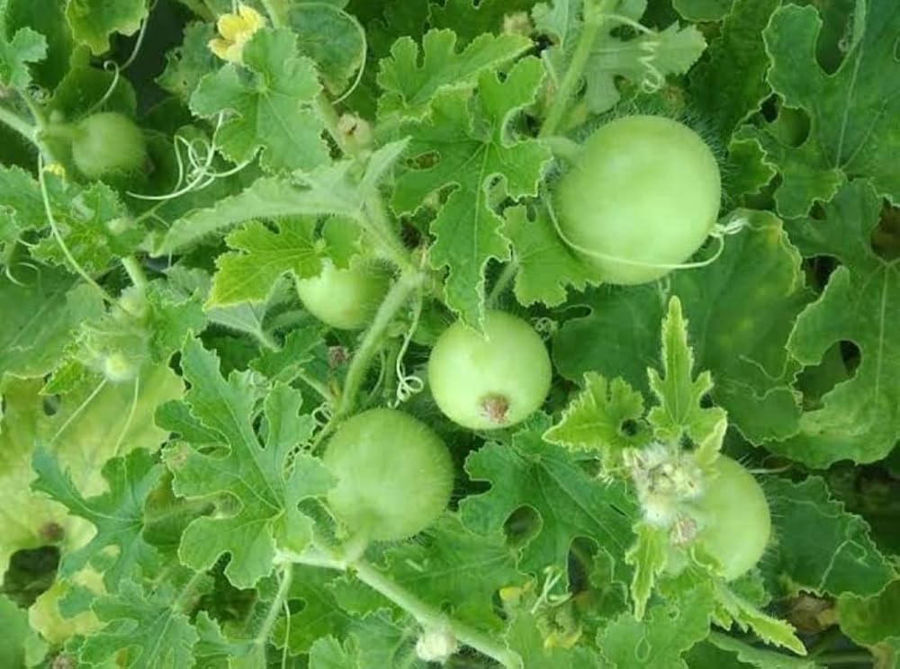 Round Calabasita Melon Vegetable Seeds Cucurbita pepo for planting in vegetable patch