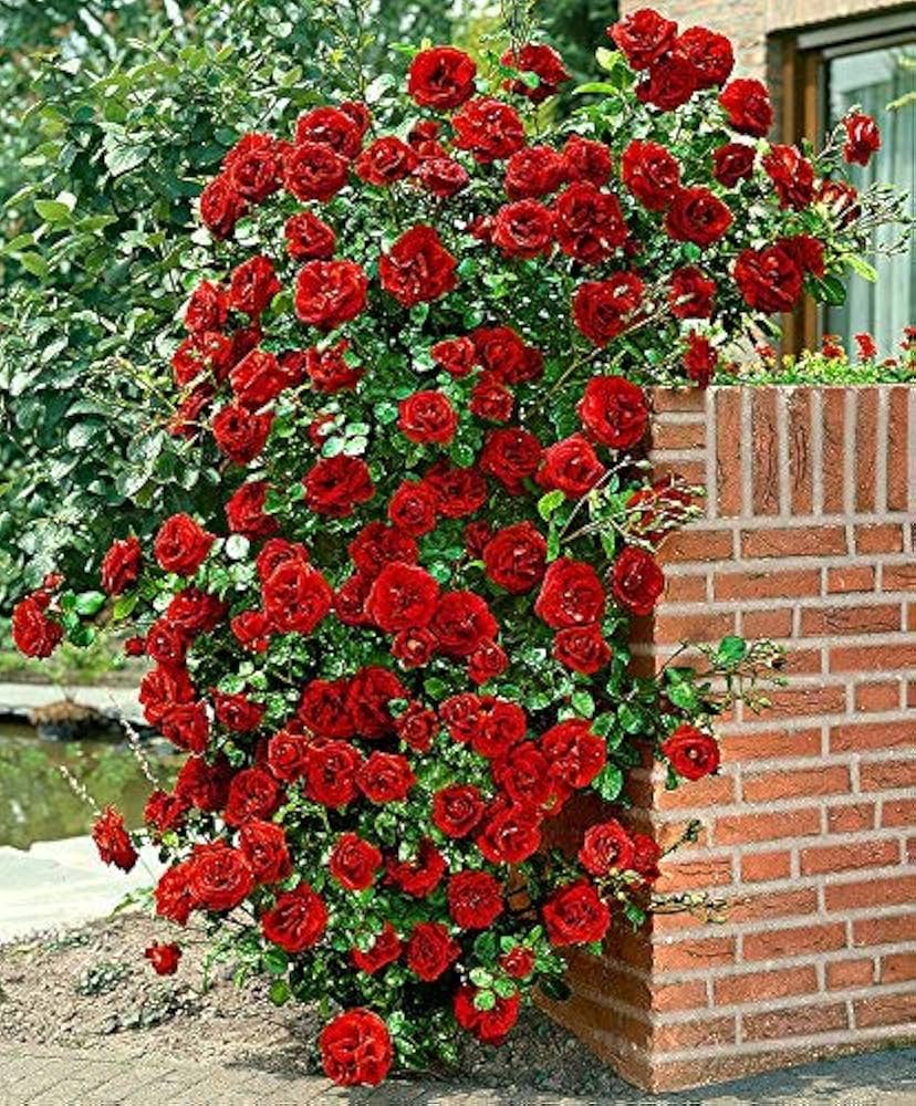 Rose Red Climbing Planting Seeds