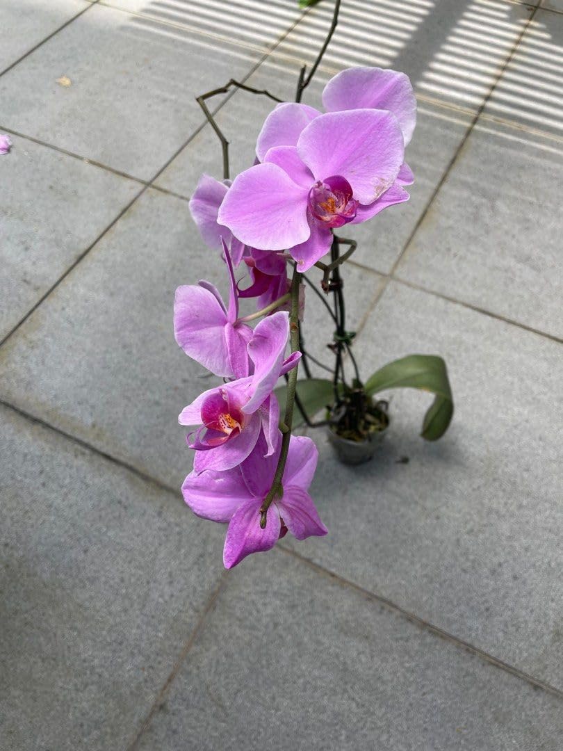 Cymbidium Flower seeds for Planting - Cut Flower Favorite, Heirloom & GMO Free Seeds for Home Garden
 
 Sale seeds for home garden