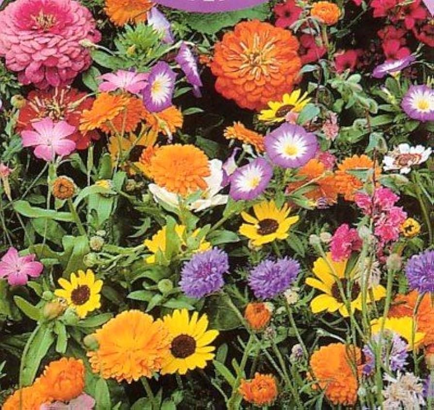 Seeker mixed annual flower seeds