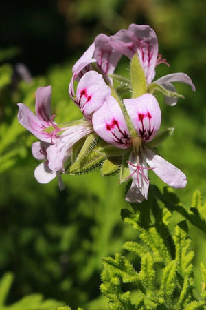 Geranium Pelargonium hortorum Seeds for Flower Bed