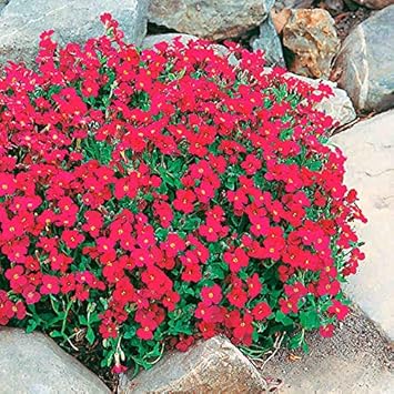 Light Green Sundew for Planting Perfect for Borders Heirloom & GMO Free Seeds for Home Garden
 
 Sale for planting in home garden