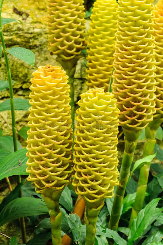 Beehive (Beehive Ginger) seeds for planting in home garden