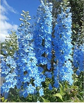 Sky Blue Unique Rose Flower Seeds for Planting Easy to Grow Heirloom & GMO Free Seeds for Home Garden
 
 Sale for planting in home garden