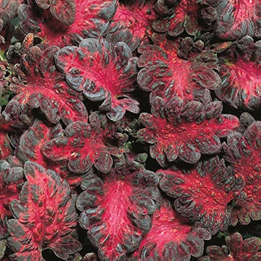 Planting Seeds: Black Red Dragon Coleus Flower Seeds