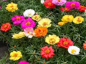 Moss Rose Tequila Mix Portulaca seeds for bright blooms