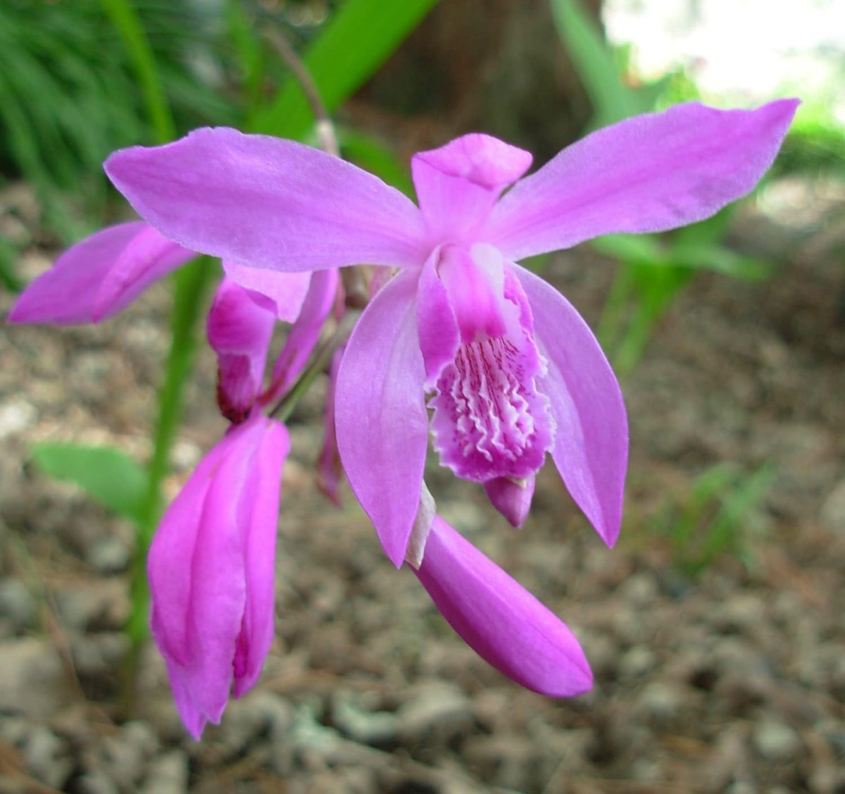 Bletilla Striata Flower seeds for Planting Colorful Display Heirloom & GMO Free Seeds for Home Garden 
 
 Sale seeds for home garden planting