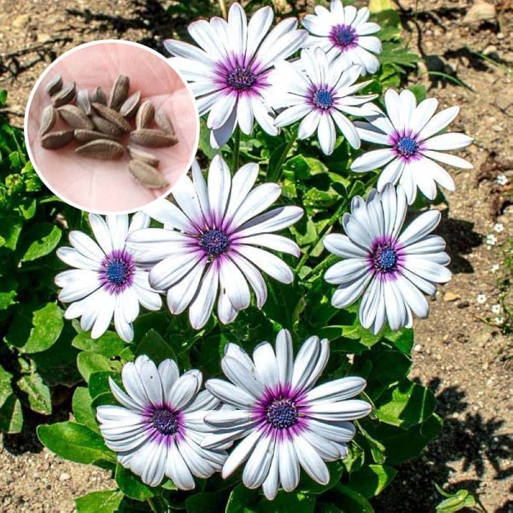 White African Daisy Seeds for bright, long-blooming flowers