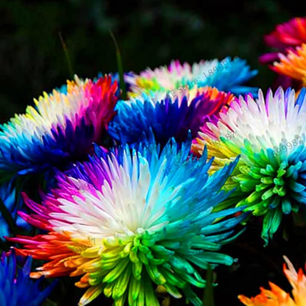 Rainbow Chrysanthemum Dendranthema grandiflorum for planting in flower bed.