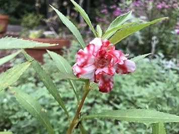 Orchid Flower Seeds for Planting Easy to Grow Heirloom & GMO Free Seeds for Home Garden
 
 Sale for planting in home garden