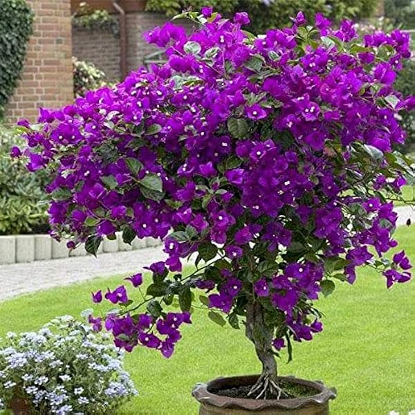 Bougainvillea Spectabilis for planting in flower bed