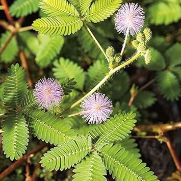 Lavender Mimosa Pudica Flower seeds for Planting - Easy to Grow, Heirloom & GMO Free Seeds for Home Garden
 
 Sale seeds for home garden