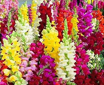 Mixed Snapdragon Flower seeds for Planting - Easy to Grow, Heirloom & GMO Free Seeds for Home Garden
 
 Sale for planting in home garden.