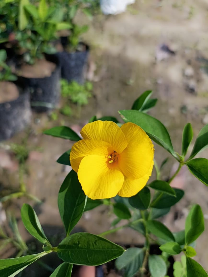 Yellow Flax Hybrid Flower seeds for Planting - Premium Quality, Heirloom & GMO Free Seeds for Home Garden
 
 Sale for planting in home garden.