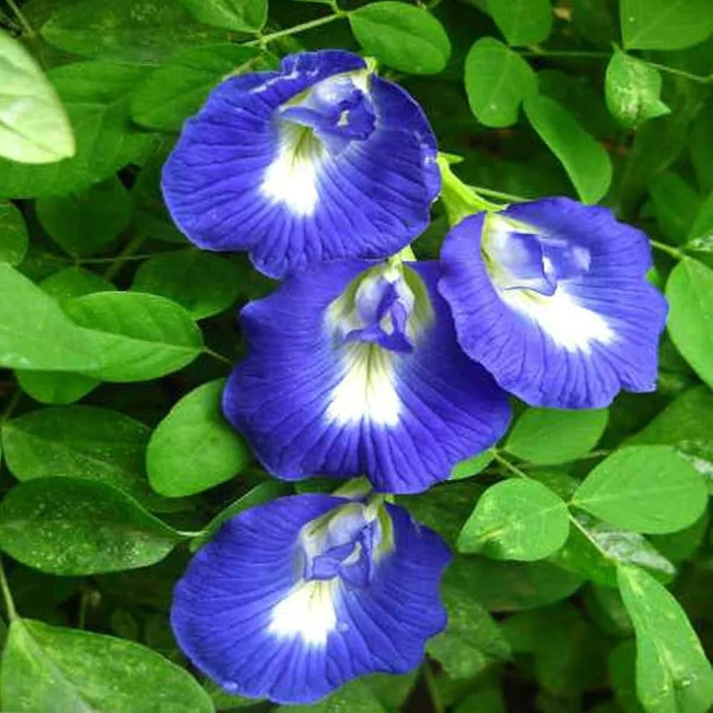 Clitoria Flower seeds for Planting Bright Blooms Heirloom & GMO Free Seeds for Home Garden 
 
 Sale seeds for home garden planting