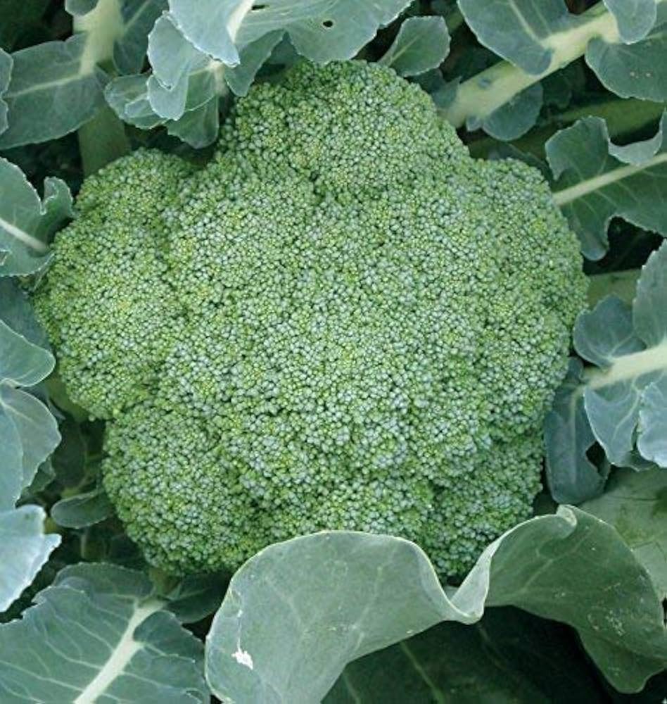 Broccoli Brassica oleracea seeds for planting in vegetable patch
