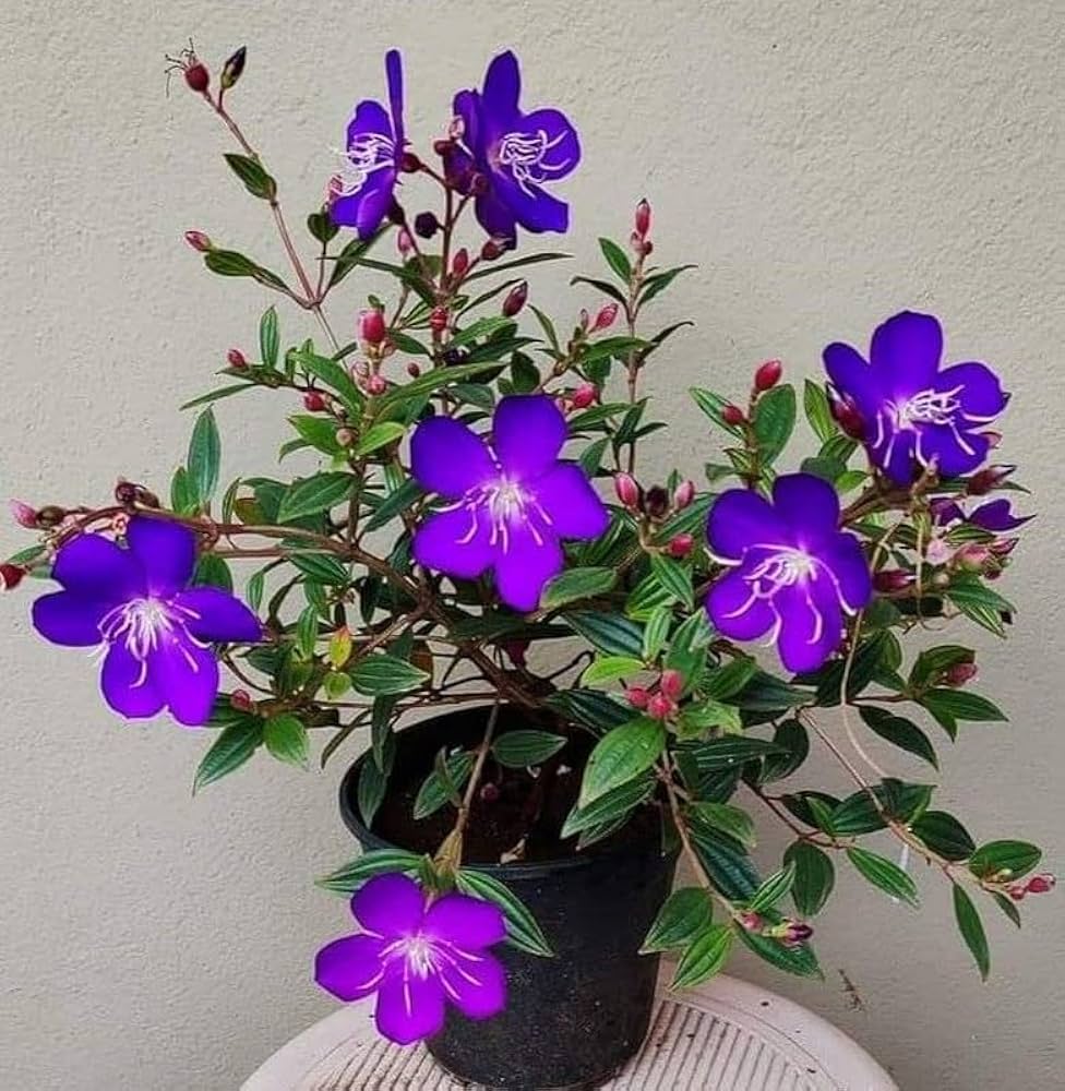Purple Tibouchina Flower seeds for Planting - Shade Tolerant, Heirloom & GMO Free Seeds for Home Garden
 
 Sale seeds for home garden