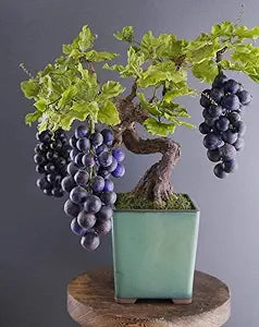 Black Grape Bonsai Tree seeds for unique trees