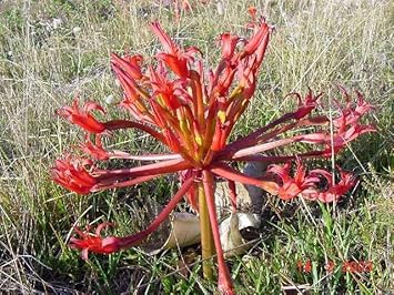 Red Chandelier Plant Seeds For Easy Planting Flower