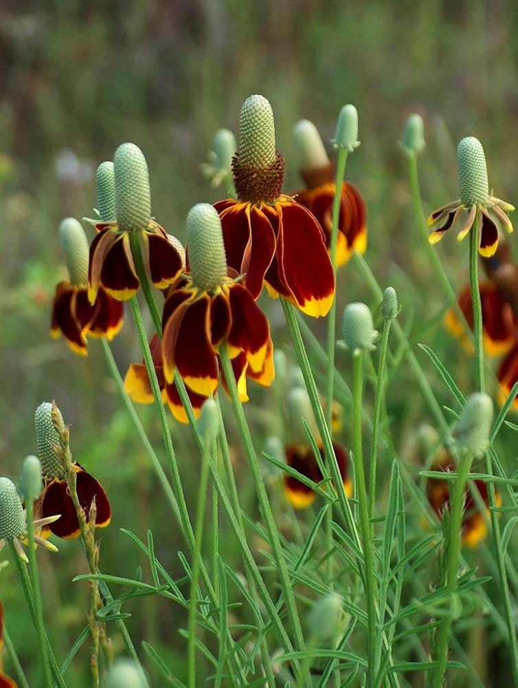 Ratibida Columnifera Mexican Hat Native Wildflower Seeds