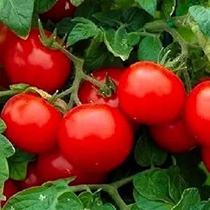 Cherry Tomato Solanum lycopersicum for planting in garden