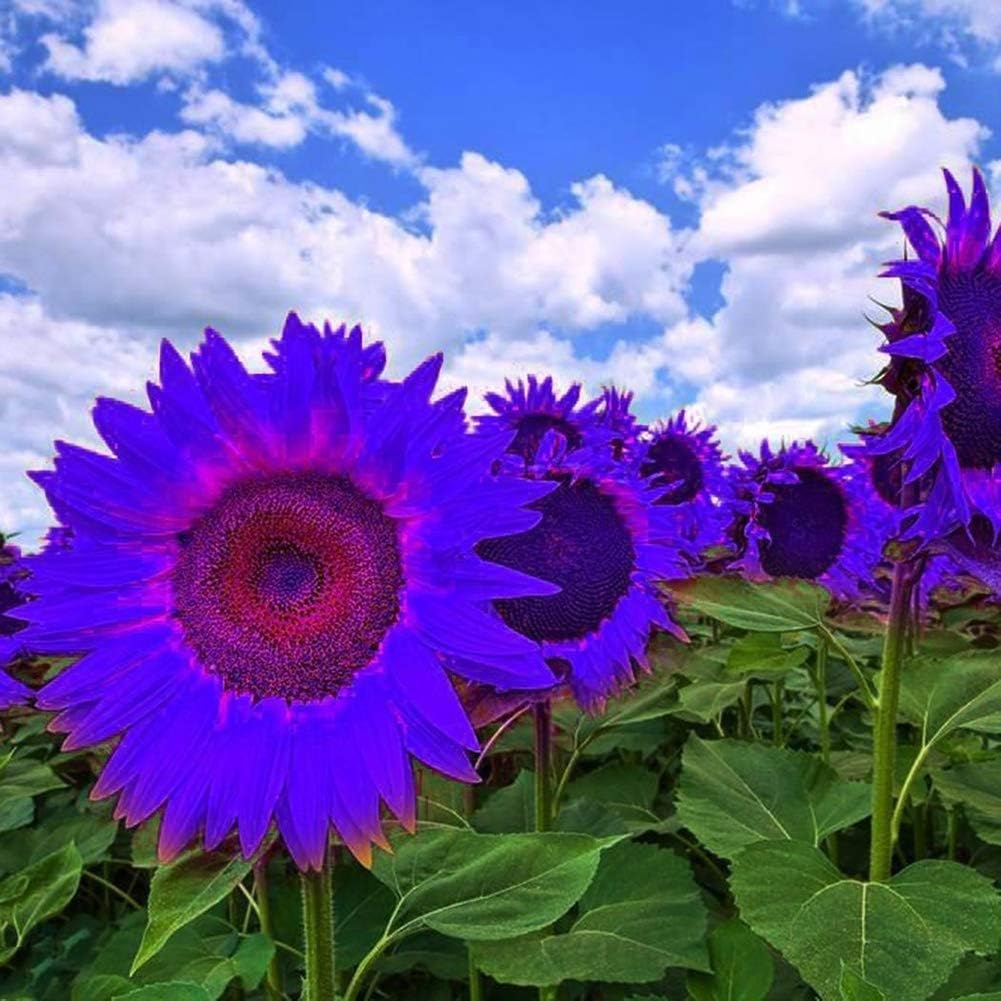 Sunflower Seeds To Plant Purple Ornamental Home Garden Yard Farm Office Decor Non-Gmo Best Selling