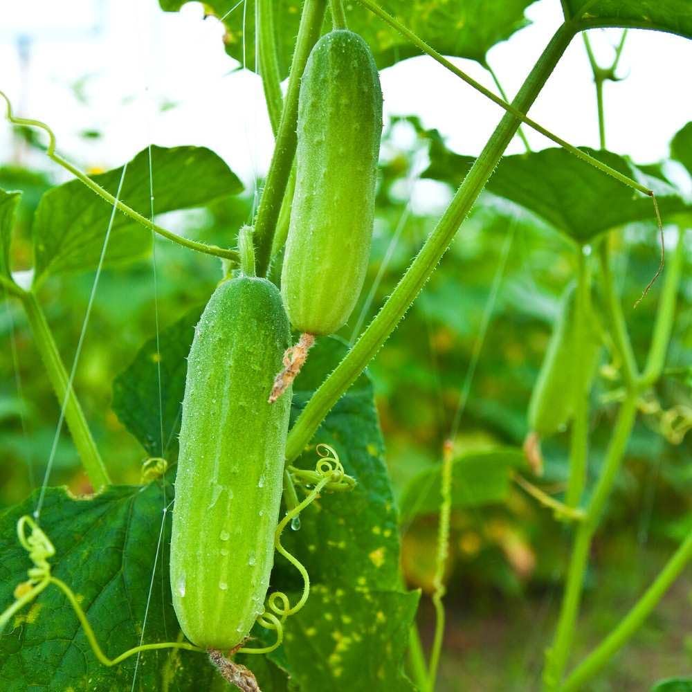 Thai Cucumber Cucumis sativus for planting in vegetable patch