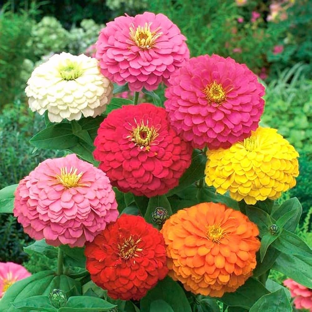 Zinnia Planting Flower Seeds Red Purple for Perfect for Planting