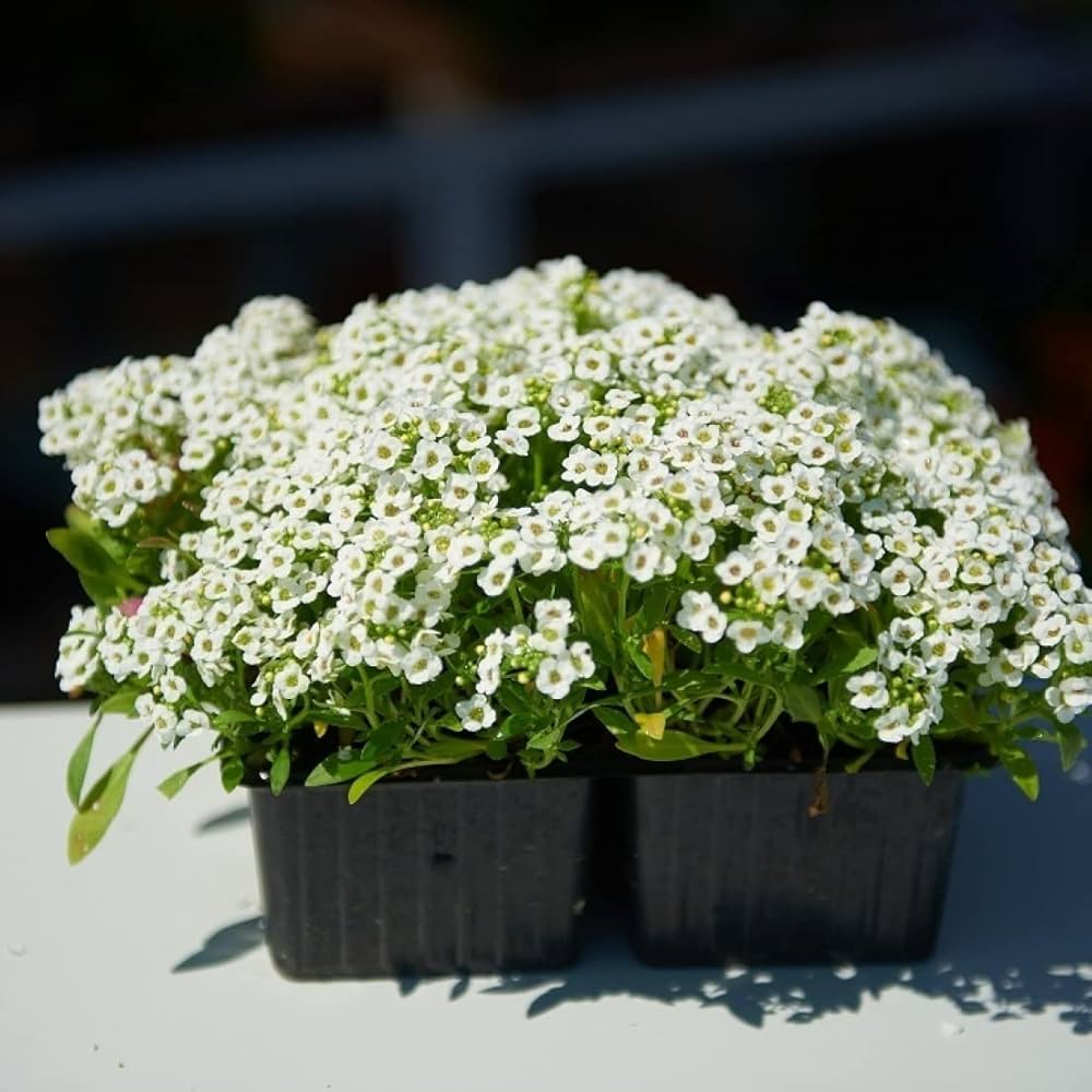 White Alyssum Lobularia maritima for planting in flower bed