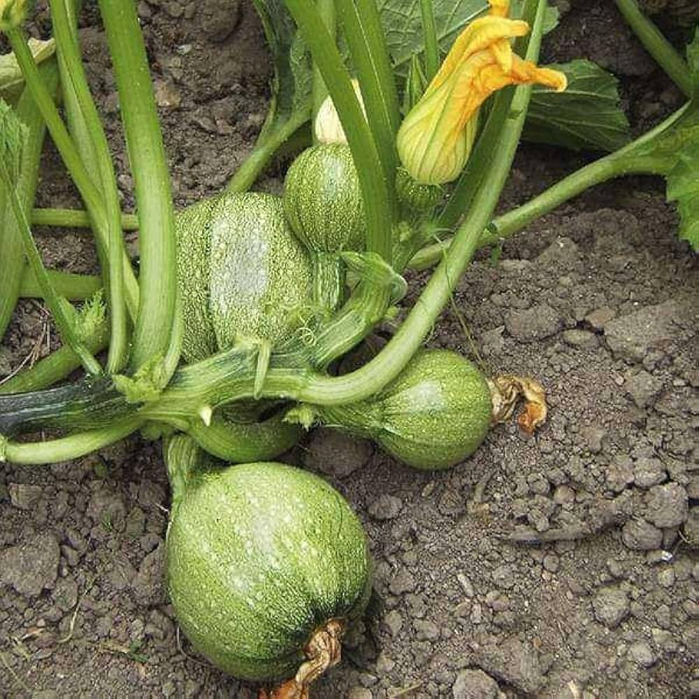 Crookneck Squash Cucurbita pepo for planting in vegetable patch