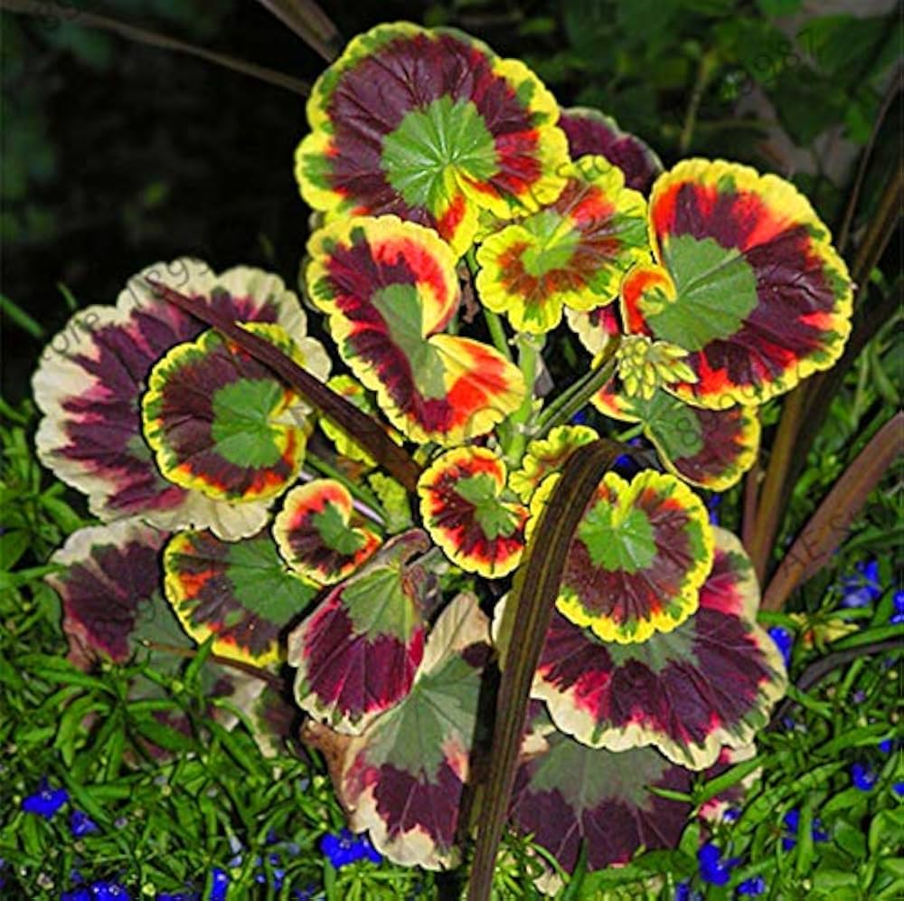 Mixed Leaf Geranium Seeds For Planting