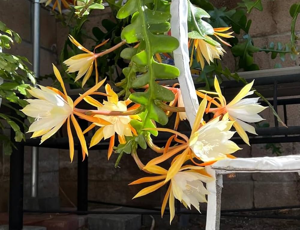 Epiphyllum Seeds For Planting - Grow Exquisite Blooms Flower