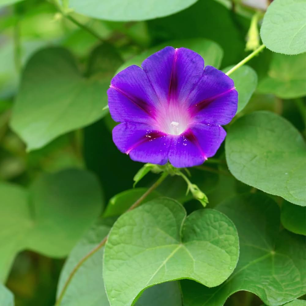 Morning Glory Ipomoea Purpurea Seeds for planting in balcony garden