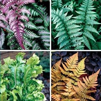 Fern Flower seeds for Planting - Long Bloom Season, Heirloom & GMO Free Seeds for Home Garden
 
 Sale seeds for home garden