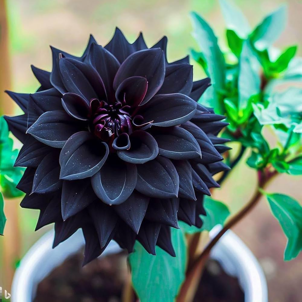 Planting Black Dahlia Flower Seeds