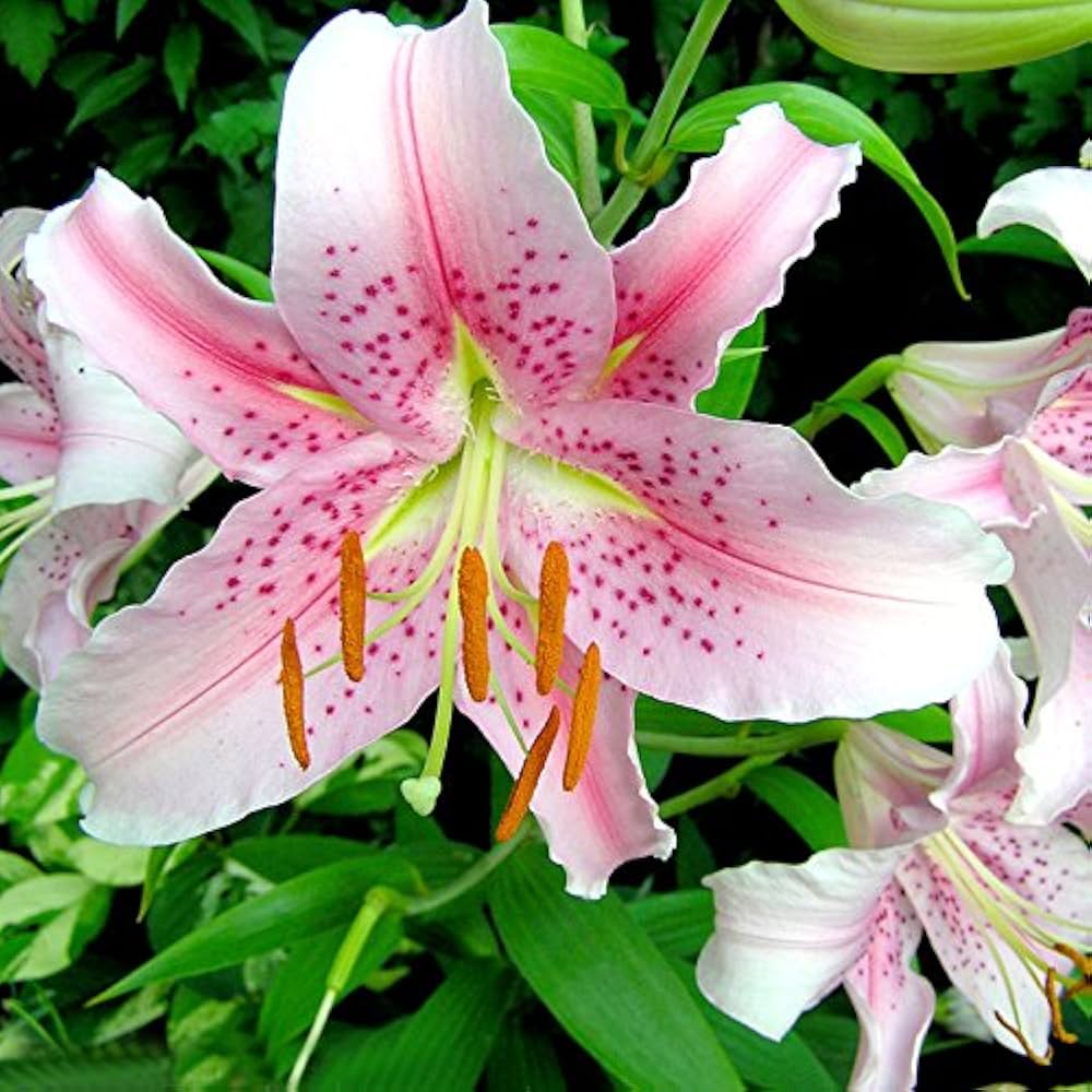 Pink Dot Lilium Brownii for planting in flower bed
