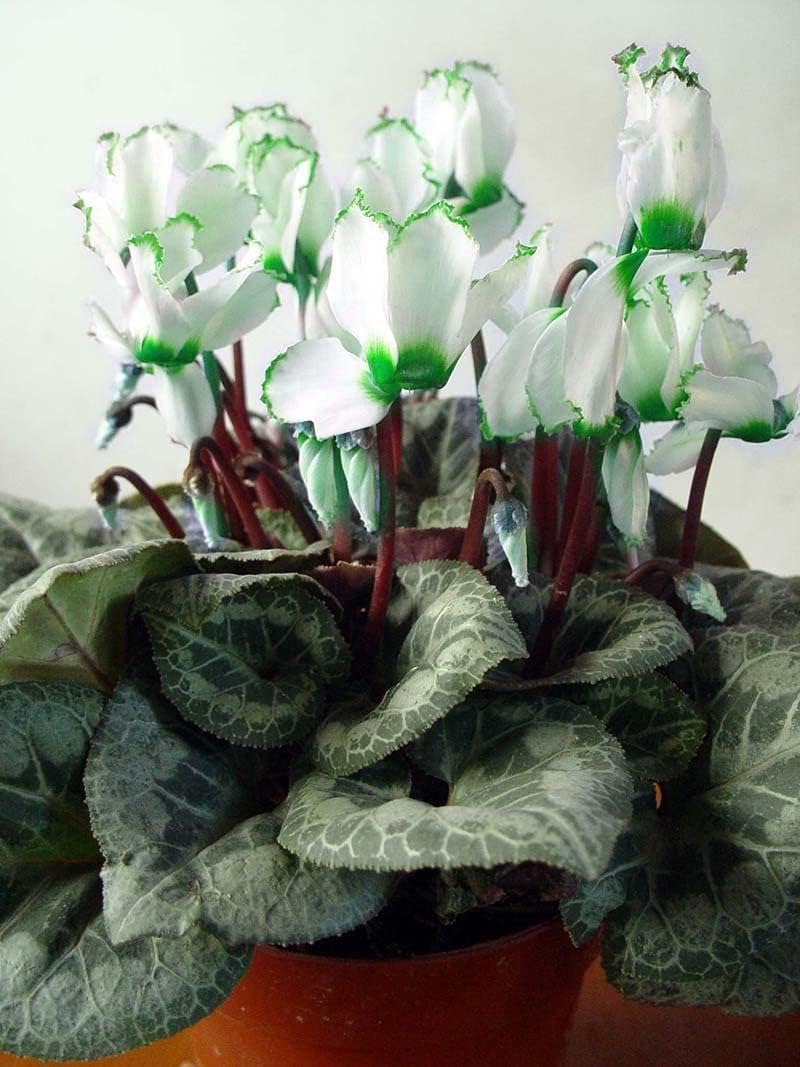 Green White Cyclamen Flower seeds for Planting - Low Maintenance, Heirloom & GMO Free Seeds for Home Garden
 
 Sale seeds for home garden