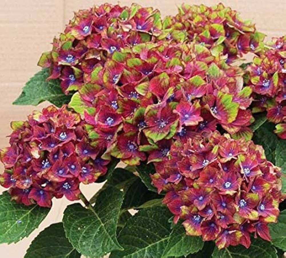 Hydrangea Hydrangea macrophylla Seeds for planting in flower bed