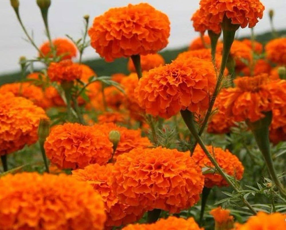 Orange Aztec Marigold Flower Seeds for vibrant gardens
