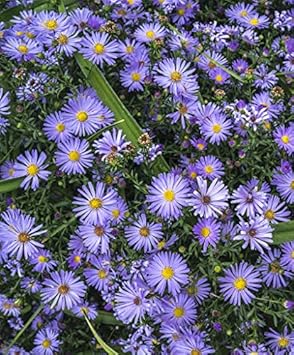 Black Giant Sunflower Seeds for Planting Fragrant Blossoms Heirloom & GMO Free Seeds for Home Garden
 
 Sale for planting in home garden