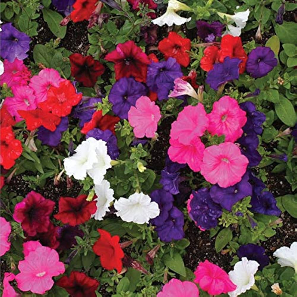 Petunia Candypops Concord Spring Mix seeds for colorful gardens