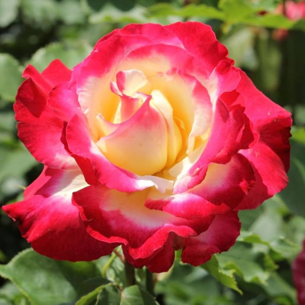 Double Delight Hybrid Tea Rose Rosa hybrid for planting in flower bed