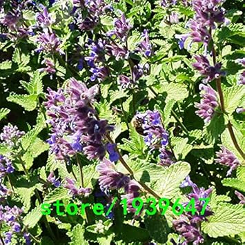 Purple Mint Flower seeds for Planting - Hardy Variety, Heirloom & GMO Free Seeds for Home Garden
 
 Sale for planting in home garden