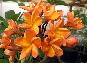 Orangen Plumeria Plumeria spp for planting in tropical garden