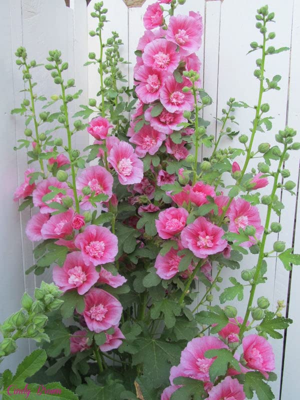 Zebrina Mini Hollyhock Alcea rosea for planting in flower bed