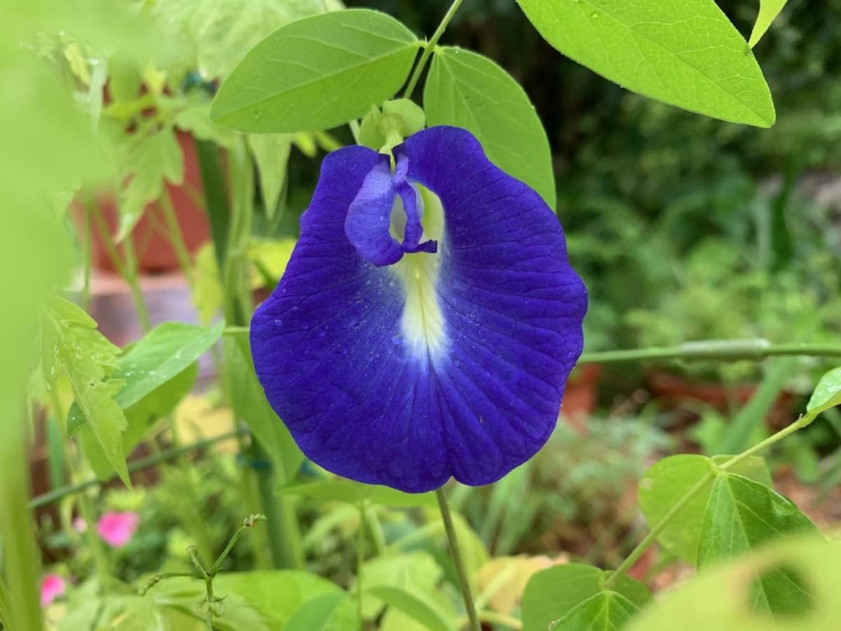 Butterfly Pea Seeds For Planting Outdoors Clitoria Ternatea - Non Gmo Heirloom Best Selling