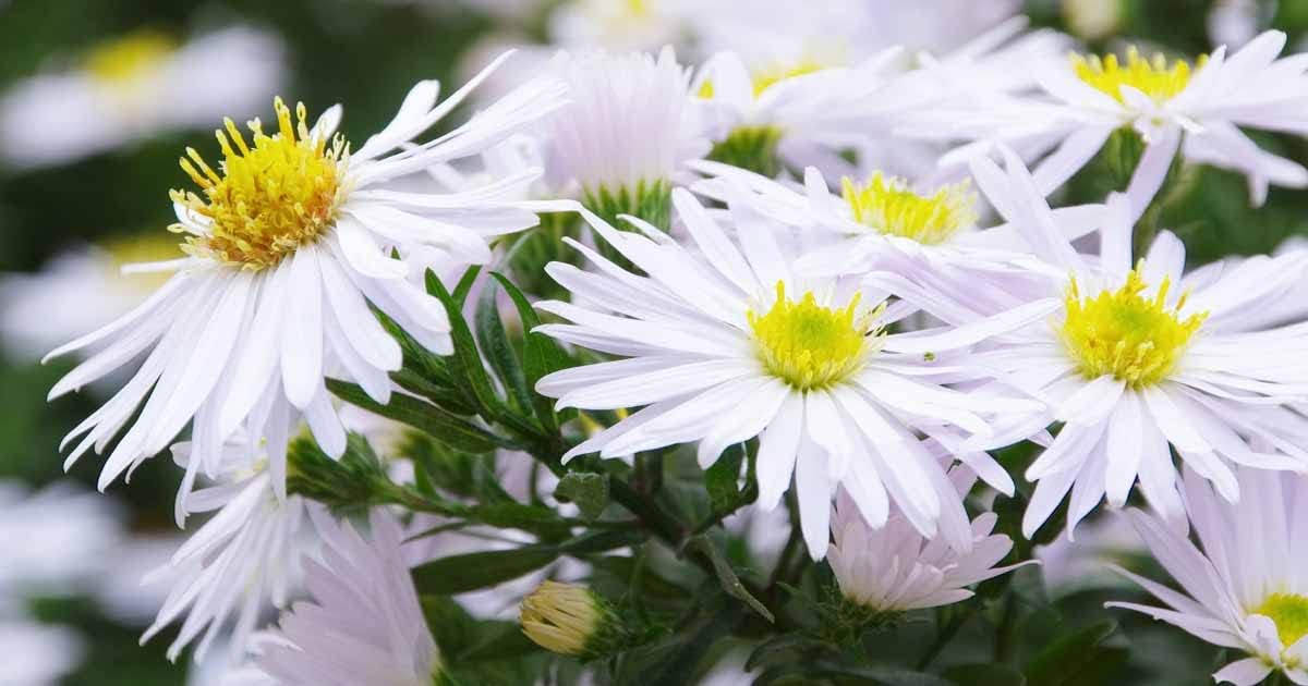 Aster (Aster Flower) seeds for planting in home garden