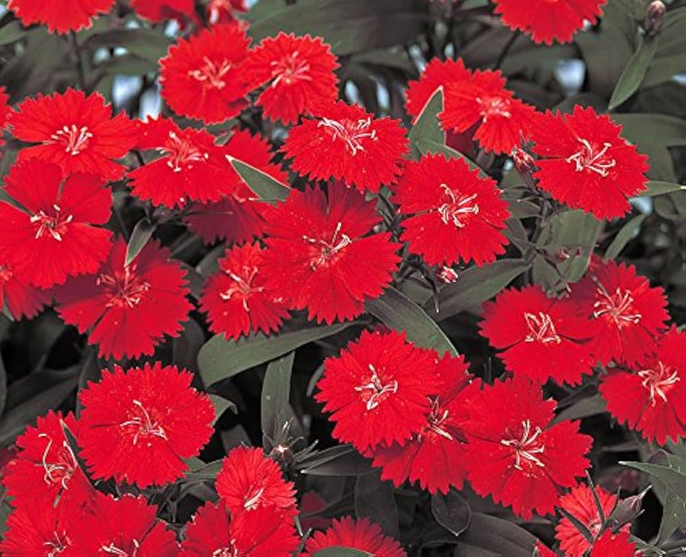 Burgundy Dianthus Flower seeds for Planting - Cut Flower Favorite, Heirloom & GMO Free Seeds for Home Garden
 
 Sale for planting in home garden.