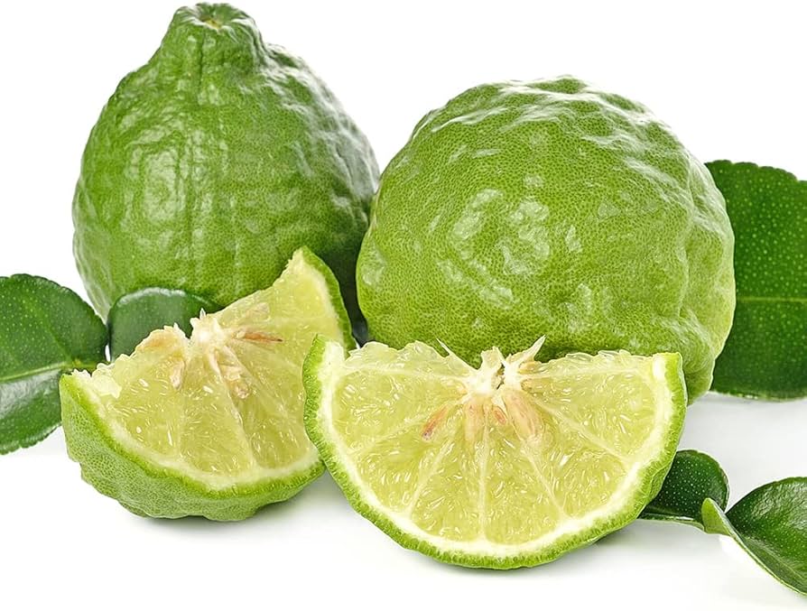 Leech Lime Citrus aurantiifolia for planting in tropical garden