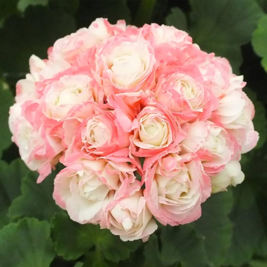 Geranium Pelargonium Rose Seeds For Planting